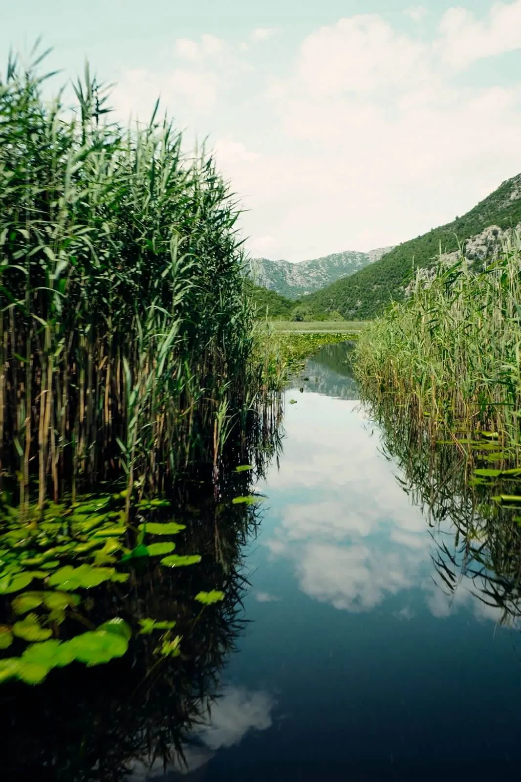 Visoka trska i listovi lokvanja odražavaju se u mirnoj vodi
