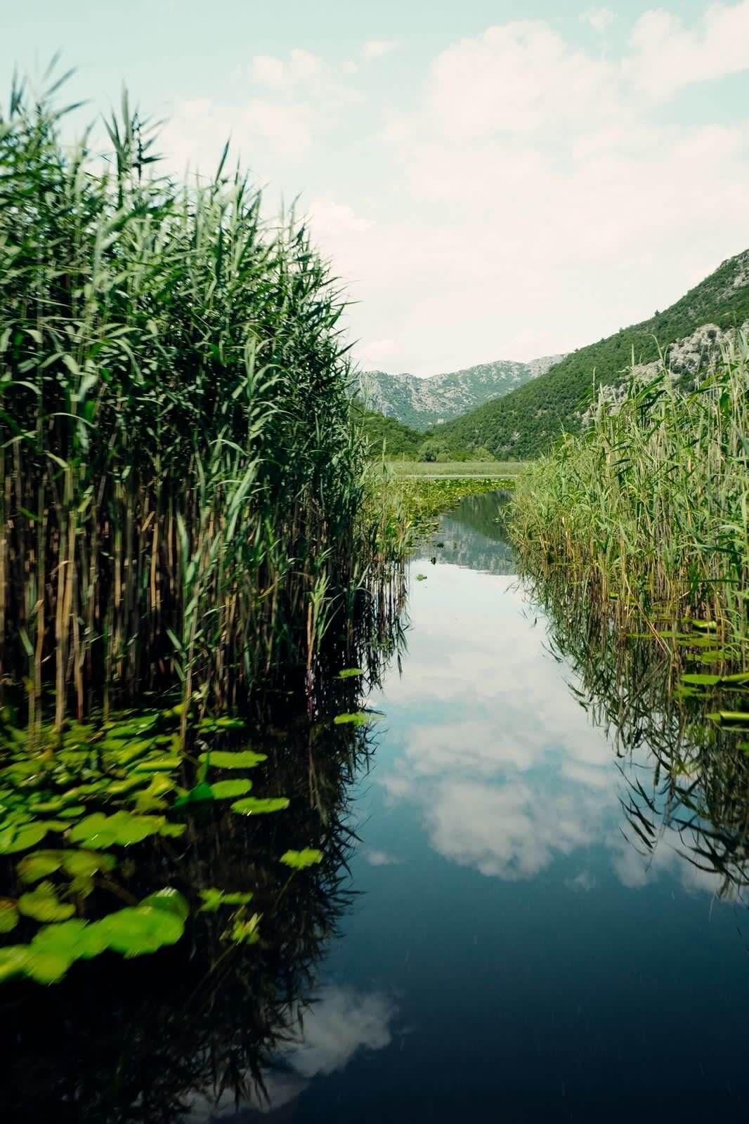 Visoka trska i listovi lokvanja odražavaju se u mirnoj vodi